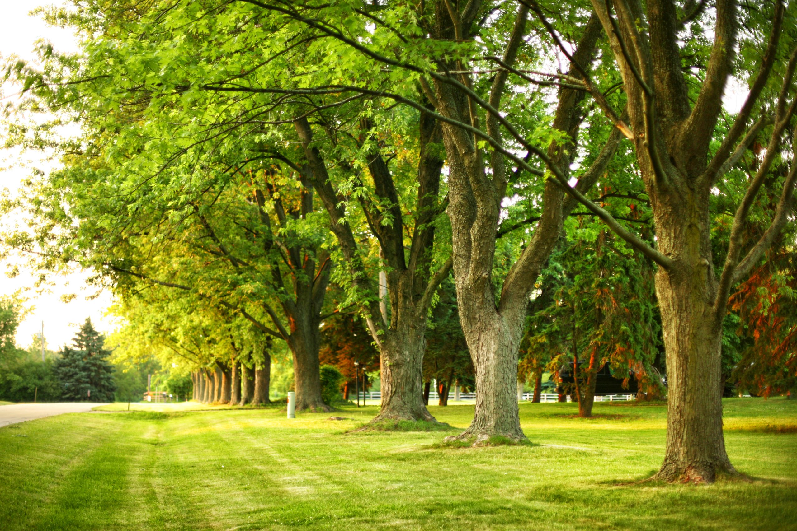 Park,With,Giant,Oak,Trees,In,A,Suburban,Neighborhood,In